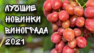 Новинки винограда 2021 и не только. Виноград который Вам понравится!!!