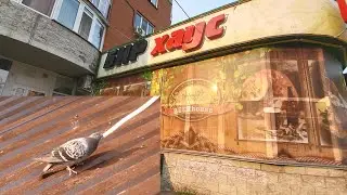 Голуби - алкоголики -))