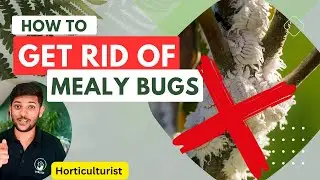 Mealybug Nightmare Exposed! Transform Your Garden with These Simple Steps