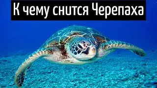 К чему снится ЧЕРЕПАХА или видеть во сне ЧЕРЕПАХУ | Толкование снов | Сонник Sk1.online