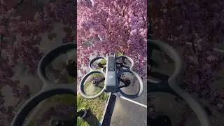 Flying Through Flowers With The DJI Avata 2 🌸 #djiavata2