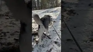 Hiking Through The Snow With A Siberian Husky!!!