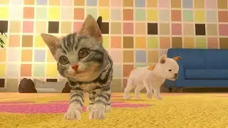 How to Get New Pets Little Friends Dogs and Cats