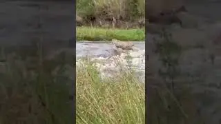 Leopard Falls Into Raging River  #wildlife #animals #shorts