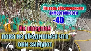 Часть 1. Саженцы из итернет-магазина и магазина Светофор.