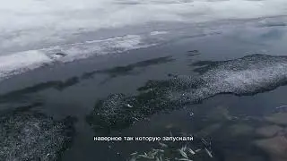 Рыбий мор