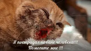 Девушки подобрали на дороге кота с 17 переломами черепа и сотворили чудо
