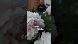 Секрет раскрыла в описании
