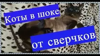 Звук сверчков Пение сверчка для сна  Звуки которые нравятся кошкам  Приятные звуки для кошек и котов