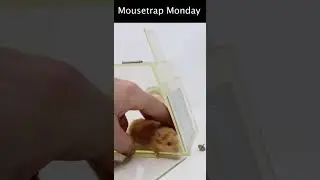 The Thumbtack Mouse Trap.