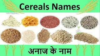 Cereals And Grains list | अनाज के नाम हिंदी और इंग्लिश में | Types of grains and cereals names