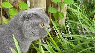 Cat eating plants