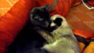 Tatu Cats
