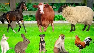 Farm Animal Life: Sheep, Goat, Horse, Dog, Cat, Chicken, Pig, Monkey, Rabbit - Farm Animal Sounds