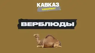 Кавказ накормит: верблюды