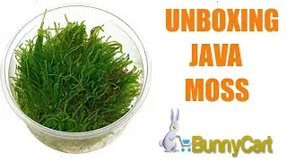 Unboxing Java Moss From BunnyCart.