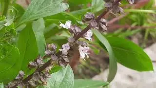 Verticillaster Inflorescence.Special Inflorescence in lamiaceae.#verticillaster,#ocimuminflorescence