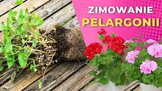 Jak przechowywać pelargonie przez zimę? –2 sposoby