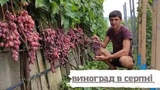 Роботи на винограднику в серпнi