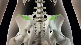 Sacroiliac Joint Pain Explainer | ChiroUp: Evidence-Based Chiropractic