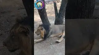 Hungry lion in Nehru Zoological Park Hyderabad #shorts #lion #wildanimal