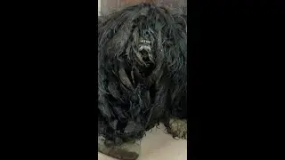 Before and after! Incredible dog transformation! #shorts