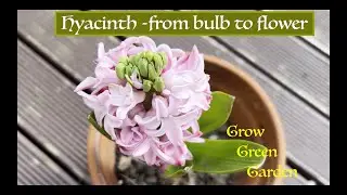 Hyacinth - from bulb to flower