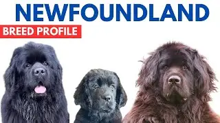 Newfoundland Dog Breed Profile History - Price - Traits - Newfoundland Dog Grooming Needs - Lifespan