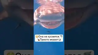 Она не кусается, просто играет 