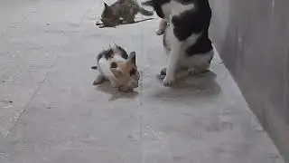 Cute Kitten Feeding