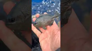 We Found Fish Living in a Backpack