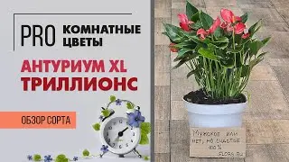 Антуриум XL Триллионс - миниатюрное мужское счастье | Карликовый сорт антуриума