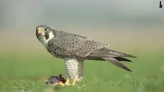 Peregrine Falcon - Naresh Vadrevu, Hyderabad