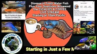 Disease in Fresh Water Fish + Your Questions Answered - The Coffee & Cichlids Live Stream!