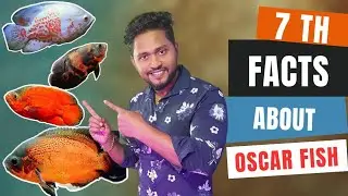 7 Facts About Oscar Fish || Unknown Story About Oscar || Few Things You Must Know About Oscar🐟