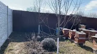 Зміни в законі про бджільництво. Україна це Європа.