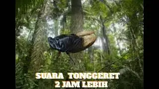 SUARA  TONGGERET  2  JAM  LEBIH