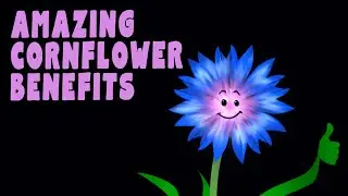 10 Amazing Benefits of Cornflowers You Didn't Know About