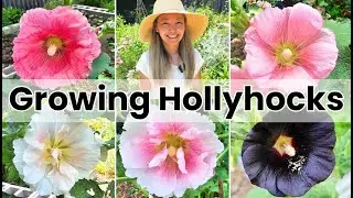 Growing HOLLYHOCKS from SEED to FLOWERS (time lapse)