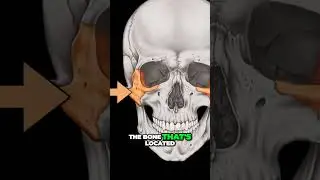 Discover the Anterior Skull ... Unveiling the Facial Bones #shorts  #anotomy #doctor #anatomy