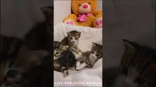 Funny Video With Cats And Dogs😂😻 Cute Cats Funny Video.