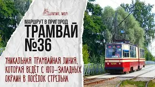 Why take tram No. 36 to Strelna? Unusual tram routes of St. Petersburg