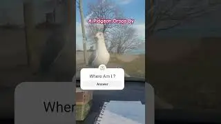 #pigeon