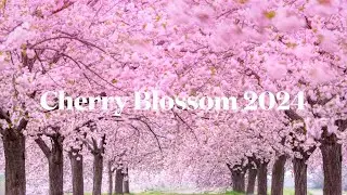 This Year 2024's Cherry Blossom Finally bloomed and it's UNREAL - Tokyo JAPAN 桜