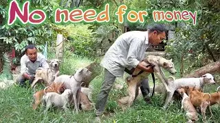 I breed dogs for free because of this one thing