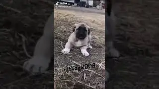 Эдит Турецкий гангал спасибо за  30 подпишеков!!!🤗😁🐾😀😍