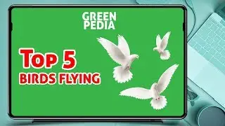 Top 5 || Green Screen Animated Birds Flying || by Green Pedia