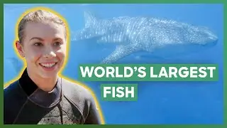 Bindi Irwin Meets A Whale Shark And Names It Steve | Crikey! It's The Irwins