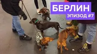 Приключения собачки Зины и ее друзей в Берлине