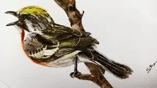 Watercolour Bird Painting | Warbler painting